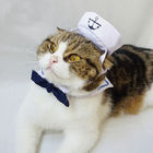 Marine Vastgestelde Katten die Kleren Loveable Modieus dragen Om het even welk Beschikbaar Embleem leverancier