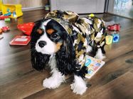 Weerspiegelende de Regenlaag van de Puppy Kleine Hond, Zacht In te ademen Waterdicht Hondjasje leverancier